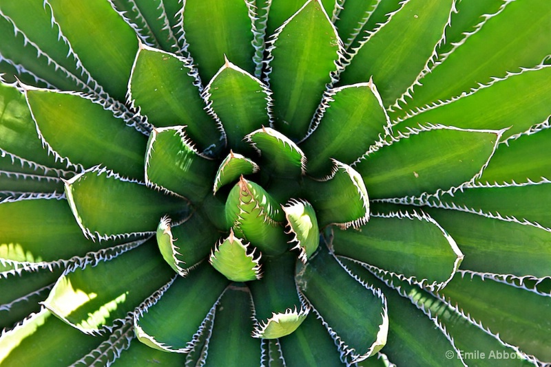 Reaching for the sky "Agave univittata"