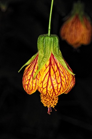 Hanging Flower