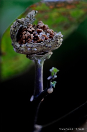 Datura Seed Pod 