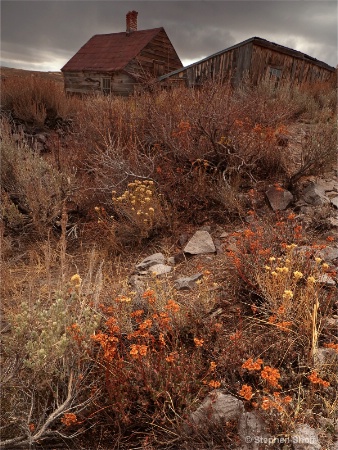 High Desert Garden