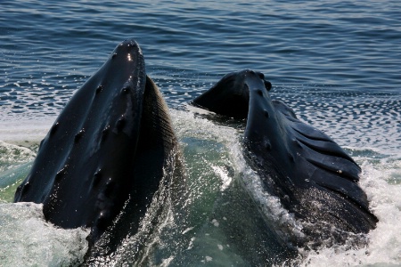 Humpback Whale ((Megaptera novaeangliae)