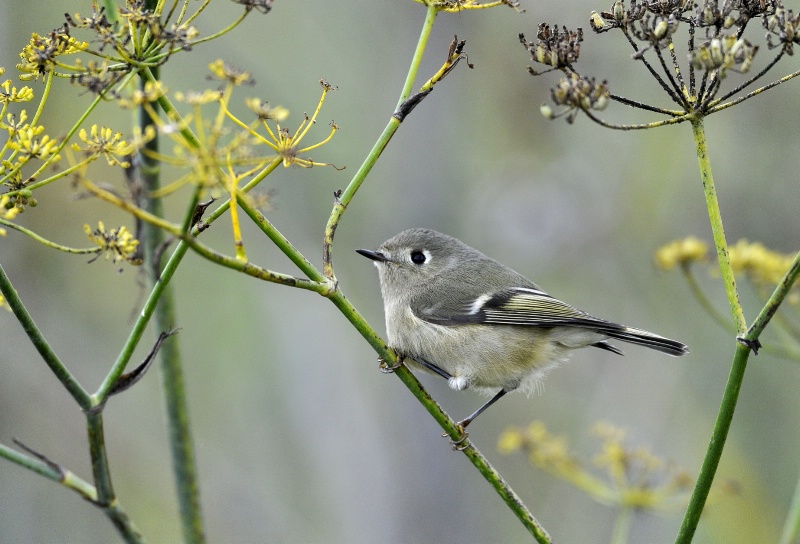 Ruby-crowned kinglet