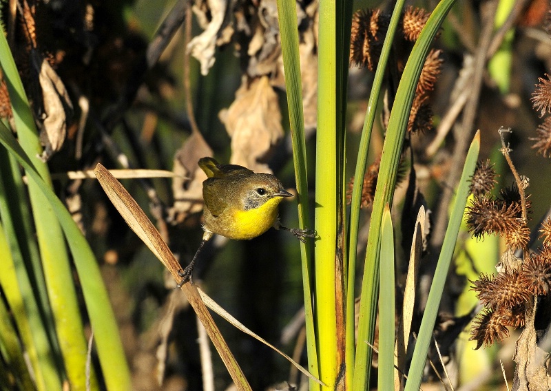 Yellowthroat