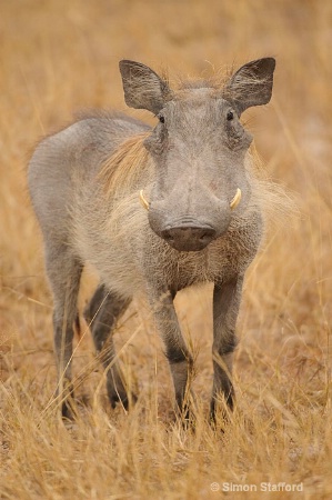 Warthog