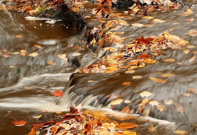 Falling Leaves, Falling Water