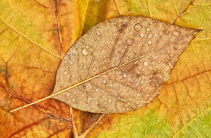 ~ leaf drop ~