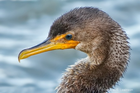 Cormorant Close-up