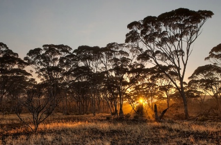 Salmon Gums