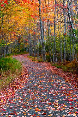 Fall Pathway