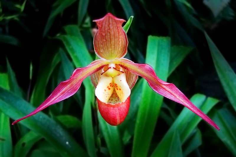 Lady Slipper