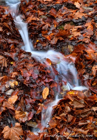 Fall Runoff