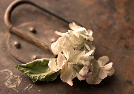 Hydrangea on Hatbox