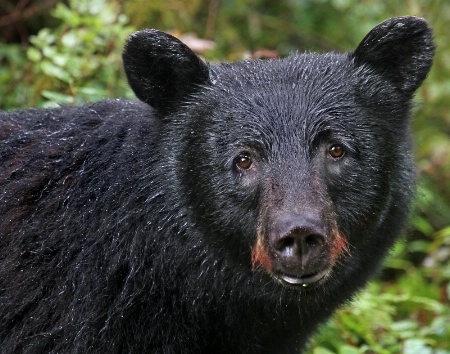 Curious Black Bear