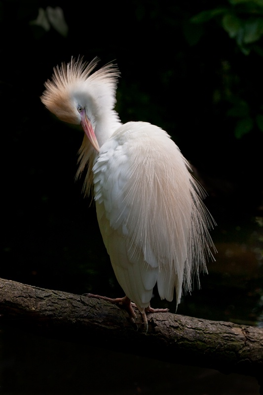 Cattle Egret