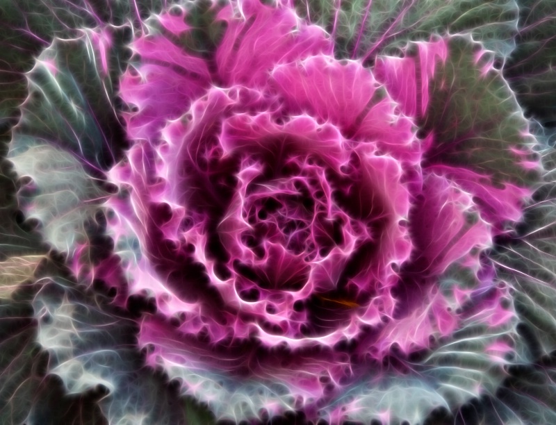 Fractal Cabbage