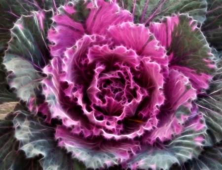 Fractal Cabbage