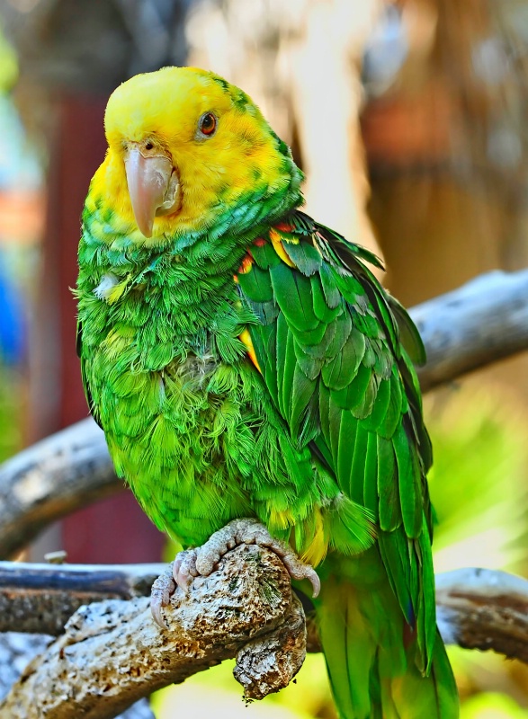 The Little Green Parrot