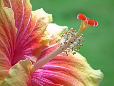 Hibiscus