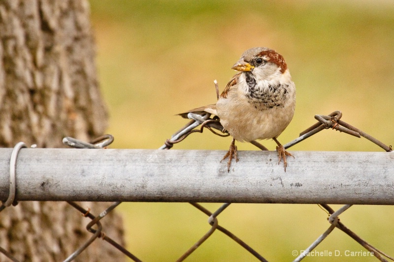 House Sparrow