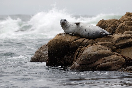 Sunbathing Seal