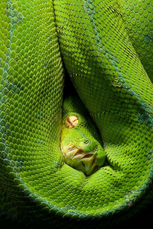 Green hide
