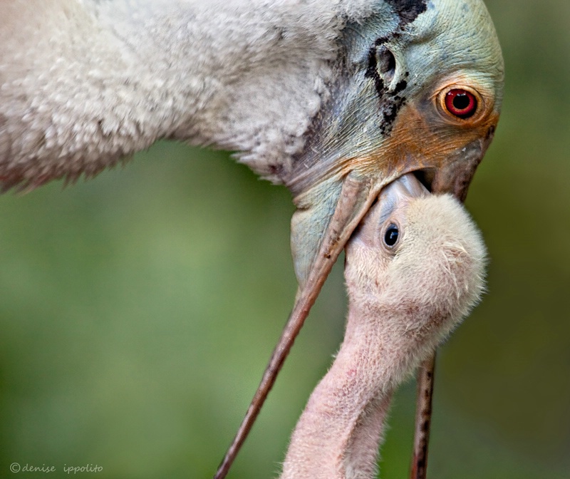 Spoonbill Feeding chick