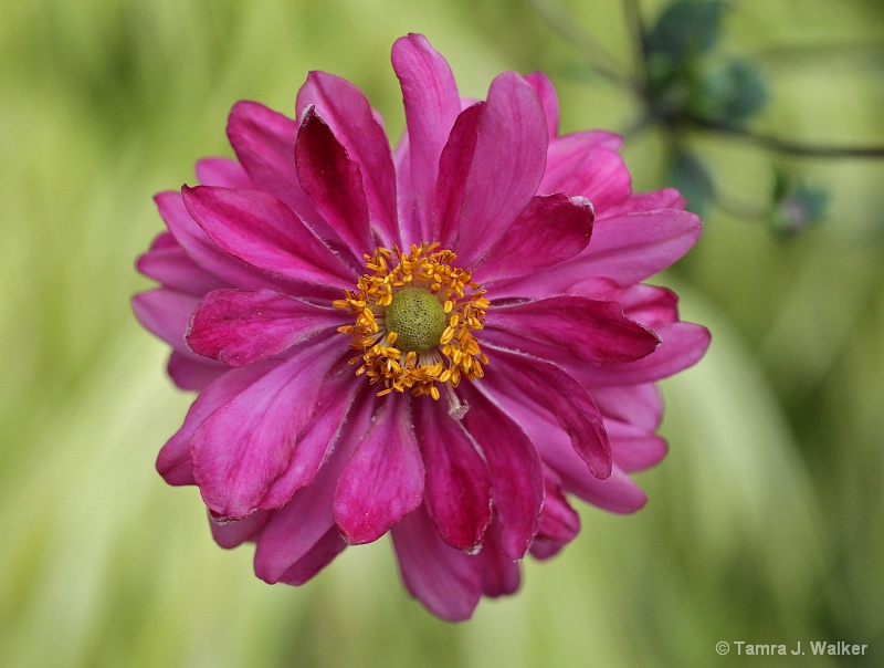 Summer Pinks