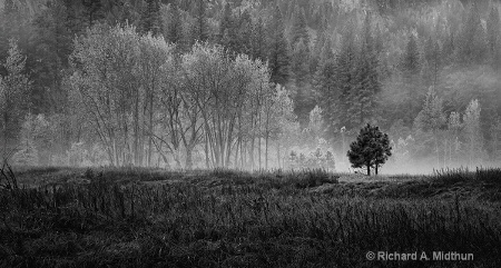 Tree Line in the Morning Mist