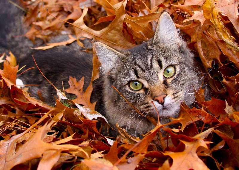 Vido in the fallen leaves...