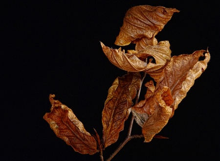 Dry Leaves