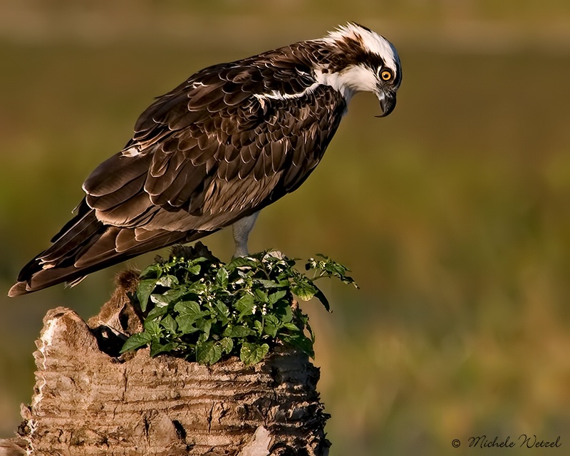 Osprey