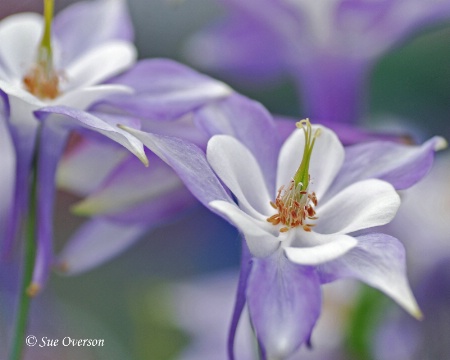 Columbine in the breeze