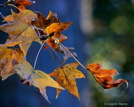 Sundown Leaves