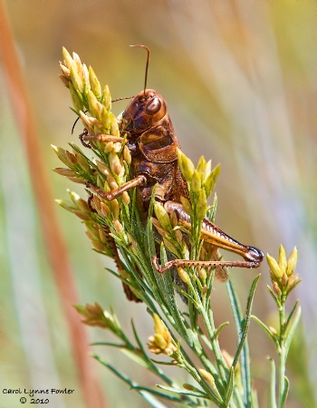 Idaho Hopper