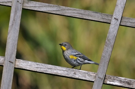 Yellow-rumped warbler