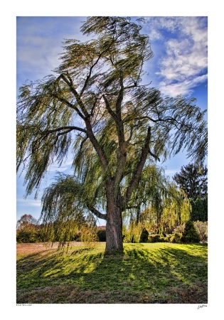 Old Willow