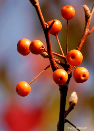 Fall Berries