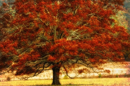 Autumn Oak