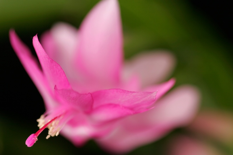 Christmas cactus