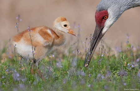 Sandhill Crane and chick