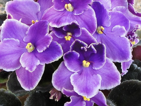 Blue Violet