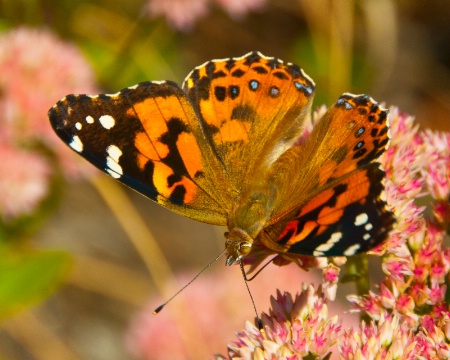 Orange Butterfly