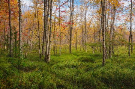 A Wild Garden In Acadia