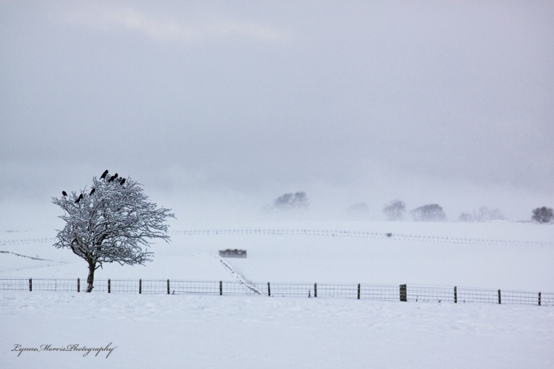 In The Bleak Mid Winter