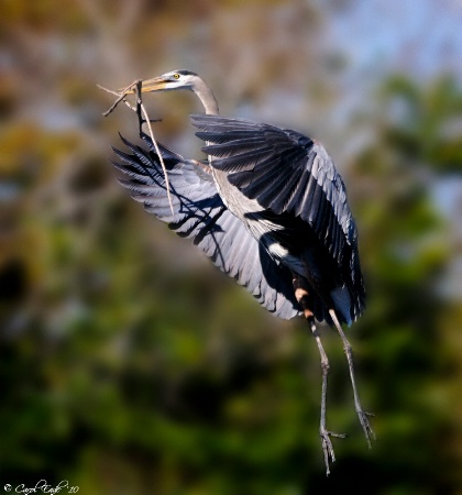 Gathering Twigs