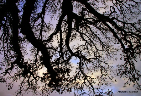 Sunsetting Clouds, Through The Branches