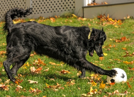 Mia Learns to Play Forward