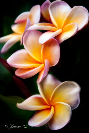 Photography Contest Grand Prize Winner - June 2011: Plumeria