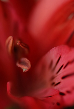 Red Red Alstroemeria