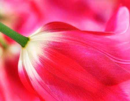 Petals of Pink